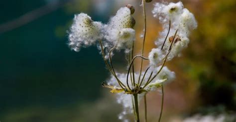 野薑花風水|野薑花：功效、營養價值、禁忌、正確食用方式